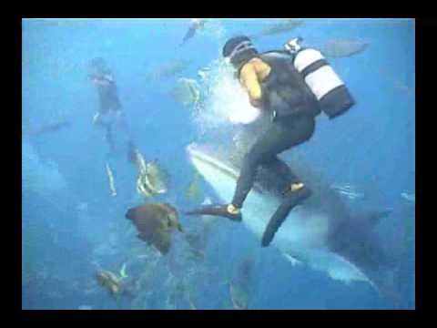 Meet one of Okinawa's Magnificent Underwater Giants Meet one of Okinawa's Magnificent Underwater Giants